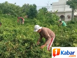 Babinsa Koramil 11/Bandar Baru Kodim 0102/Pidie Gelar Karya Bakti Bersama Warga di Desa Musa Bale