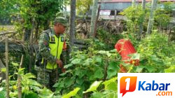 Babinsa Koramil 11/Bandar Baru Pantau Kebun Timun Warga di Pulo Pueb