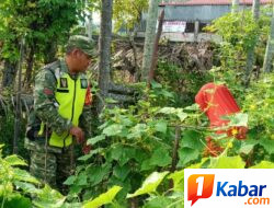Babinsa Koramil 11/Bandar Baru Pantau Kebun Timun Warga di Pulo Pueb