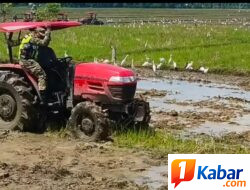 Babinsa Koramil 11/Bandar Baru Dampingi Petani Bajak Sawah, Dukung Ketahanan Pangan di Pidie Jaya