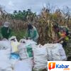 Babinsa Koramil 11/Bandar Baru Dampingi Petani Panen Jagung di Pidie Jaya
