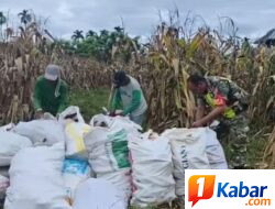 Babinsa Koramil 11/Bandar Baru Dampingi Petani Panen Jagung di Pidie Jaya